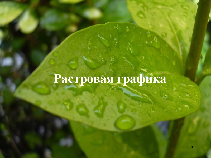 Растровая графика 5